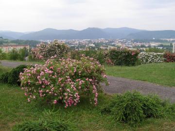 Rozárium nad Zvolenom Rozárium nad Zvolenom